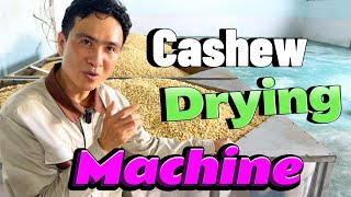 How to dry kernel before packing  Cashew Nut Drying Process | Cashew Drying Machine