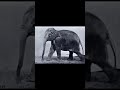 Elephant Walking - left (1887) Eadweard Muybridge