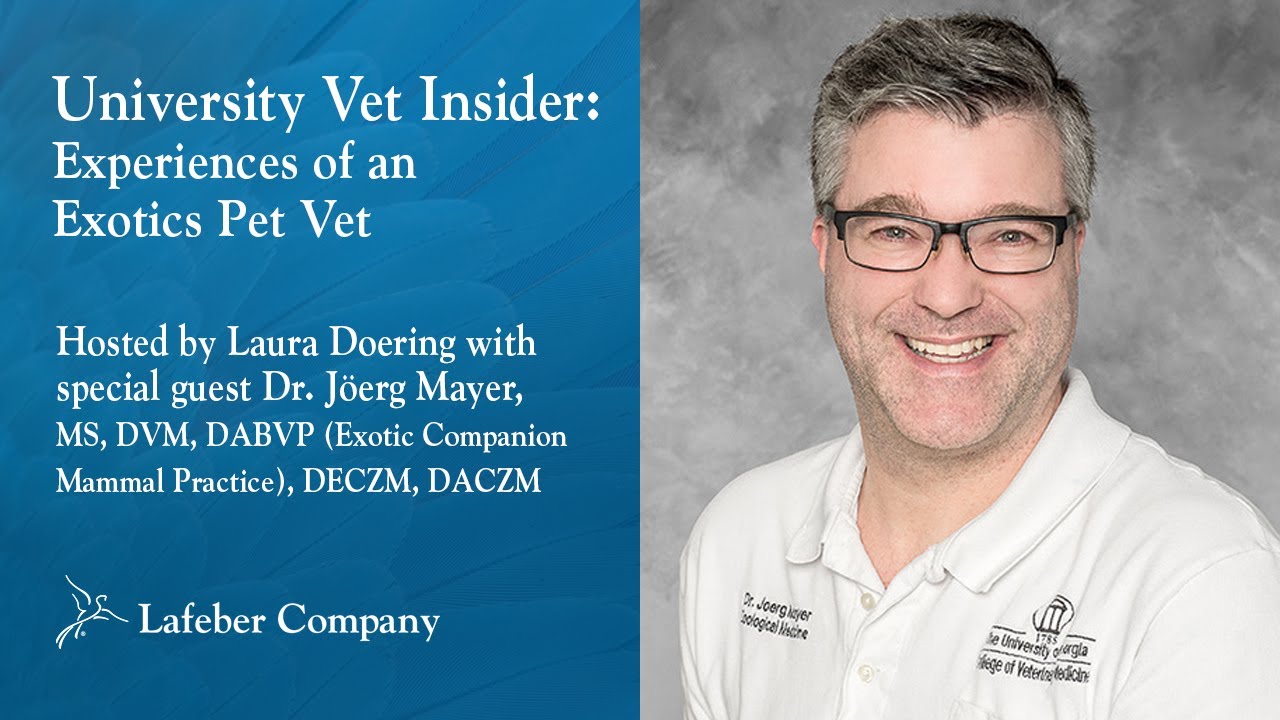 University Vet Insider Experiences of an Exotics Pet Vet YouTube