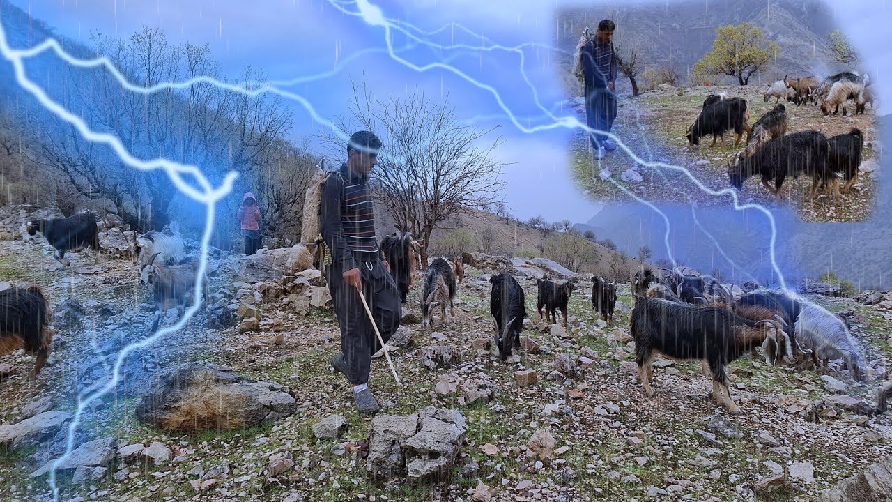 Nomadic life:The hard life of nomads under the spring rain: herding and ...