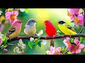 Stress Relief Soundscape рџ ЉпёЏрџ ЉпёЏрџ ЉпёЏ Peaceful Piano Birdsong For Workday Calm Stress Relief Soundscape рџ ЉпёЏрџ ЉпёЏрџ ЉпёЏ Peaceful Piano Birdsong For Workday Calm
