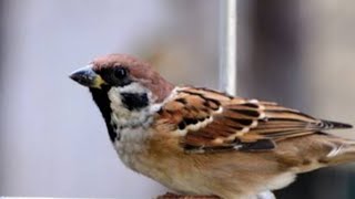 Crecetan PANJANG burung gereja || Burung Gereja Ngecer Panjang