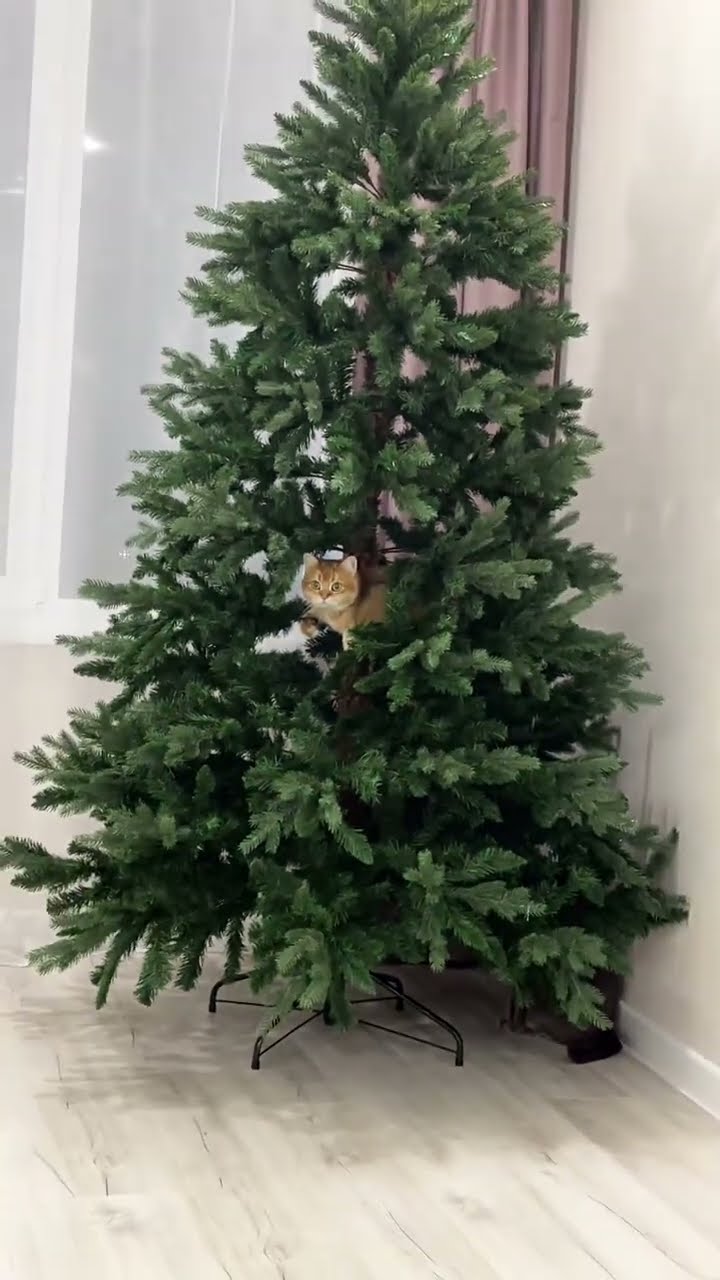 Funny  cats ???????