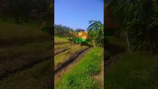 நெல் அறுவடை செய்தல் #vivasayam #agriculture #farming #trending #shorts
