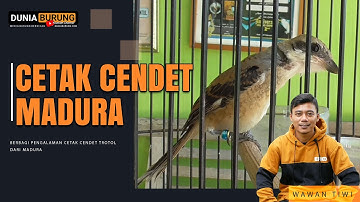 Cetak Cendet Trotol Dari Madura dan Perawatanya
