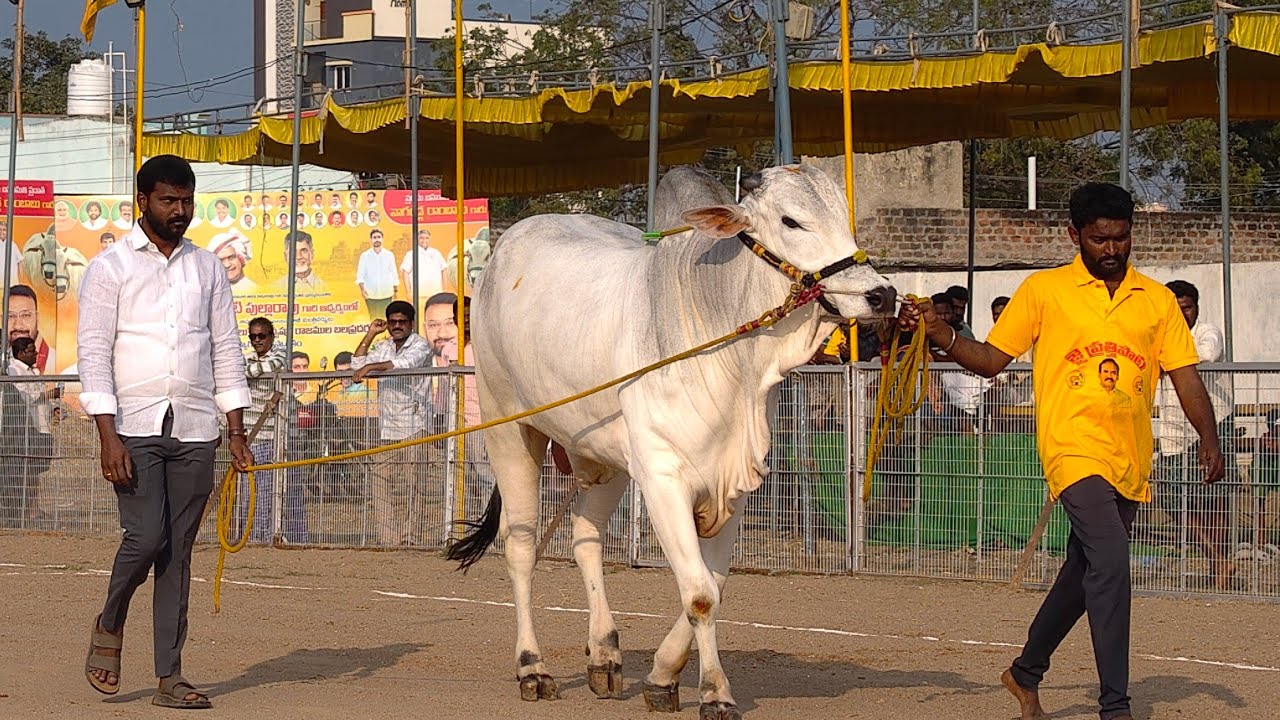2026-చిలకలూరిపేట.4పళ్ళు.1వ జత.కావ్వ నంది బ్రీడింగ్ బుల్ సెంటర్ నెల్లూరి రామకోటయ్య గారు కేసానుపల్లి