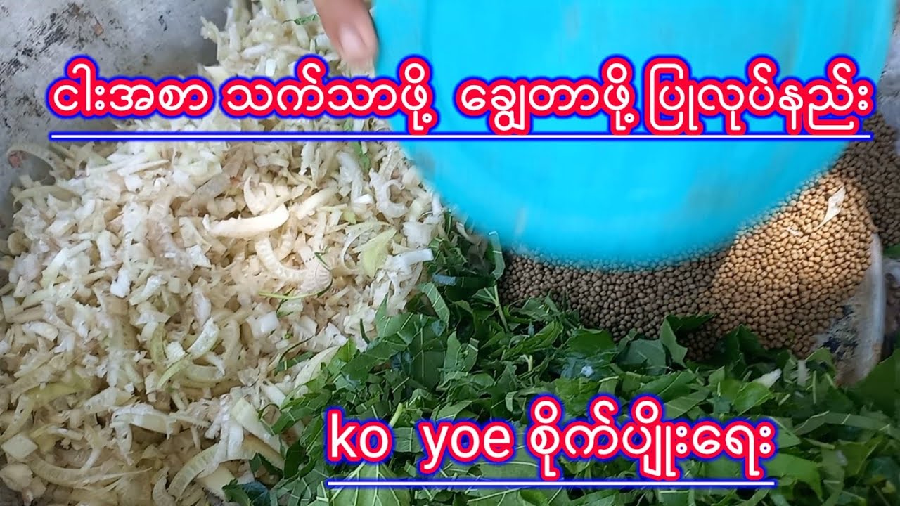 ငါးအစာသက္သာဖို႔ ေခြ်တာဖို႔ ြပဳလုပ္နည္း  ko yoe စိုက္ပျိုးေရး စိတ္ဝင္စားဝင္ြကည့္လိုက္ပါ