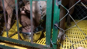 Chó bitbull ăn khuê.