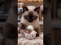 Three kittens working at a bubble tea shop 🧋🐱#Kitten #BubbleTea #CatBarista #CatsAtWork #AI