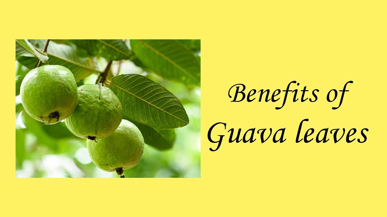 Benefits of Guava leaves Guava leaves for weight loss, hair growth