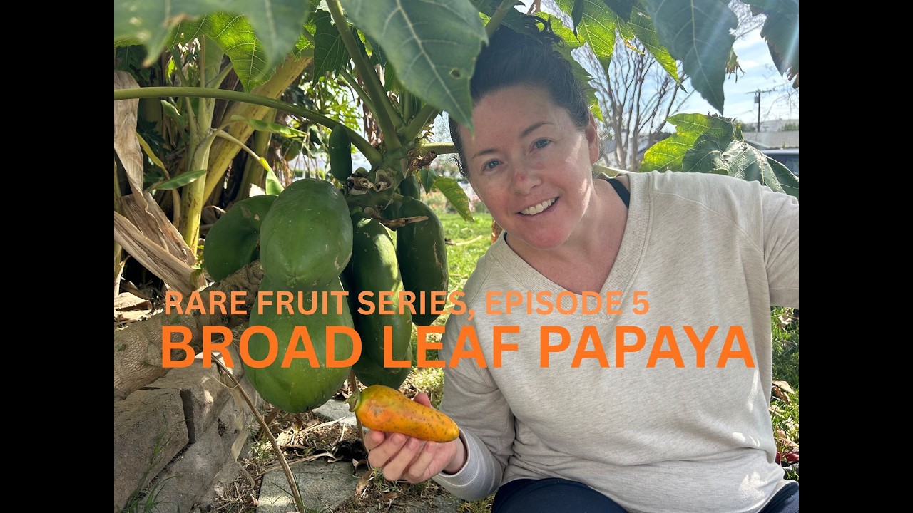 Папайя широколистная — редкий тропический фрукт, который вы, вероятно, никогда не видели!