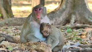 Wow so beautiful Jane's family , Awesome wildlife m+onkey #JA00560