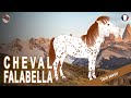 Cheval falabella les premiers plus petits chevaux de lhistoire races de chevaux