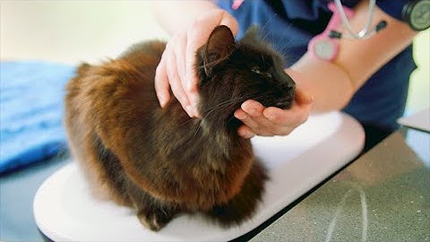 Taking your cat to the vet | What to expect