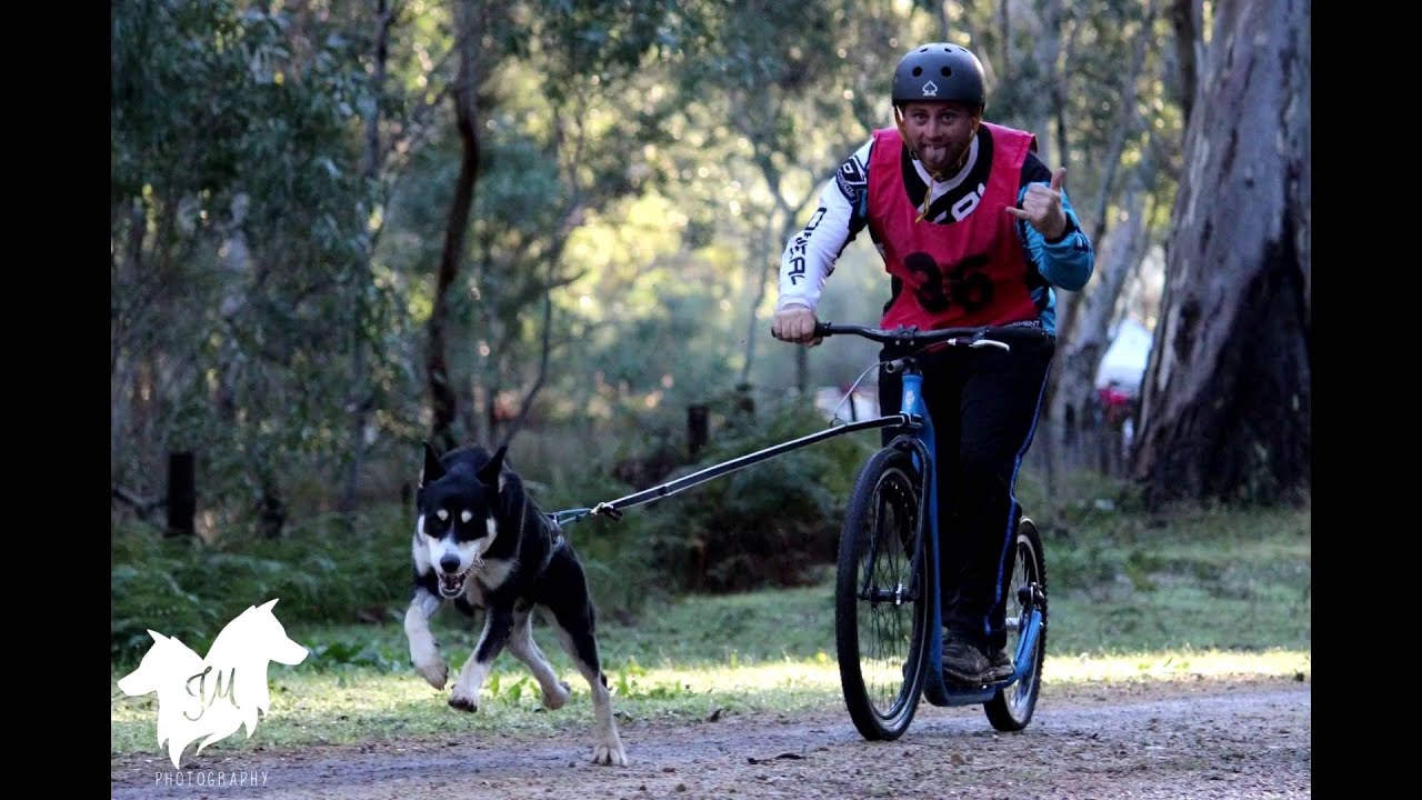 S.A. Sled Dog Club Race II Forbes Mt Crawford 2829/5/16 YouTube