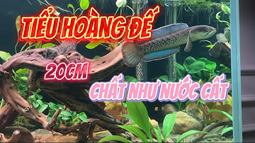 Cá lóc tiểu hoàng đế 20cm cực chất | Channa Stewartii