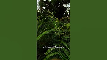 God’s Message for You | Don’t Scroll 🙏#usa #shorts #god