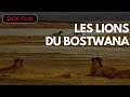 Les lions du botswana  docflix