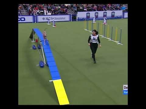 Video Italian Greyhound in agility dog show