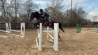 Walk The Talk Aka Winston - Full Jumping Course