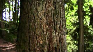 eagle tree