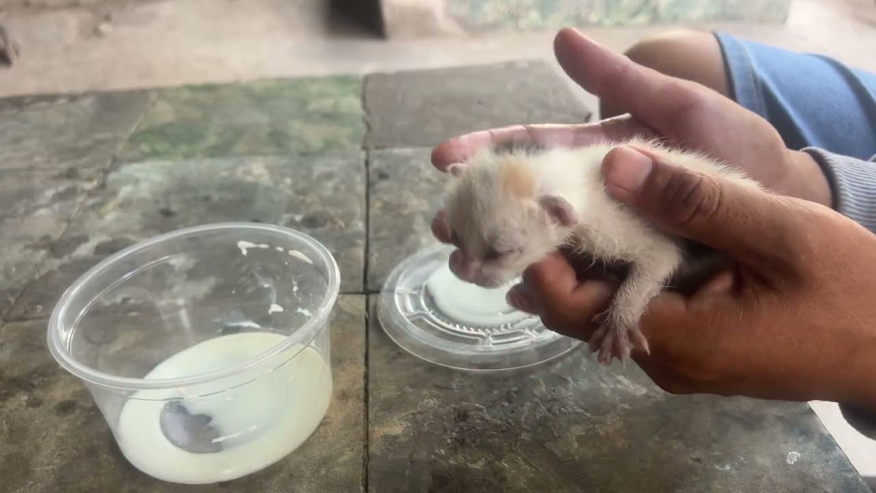 So pity🥺😭Just Only 2days old mama was abandoned #cat #adoptstrays #kitten #pity 