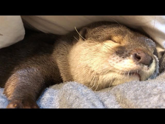 カワウソさくら 布団に潜って寝る直前！ Otters just before going to bed