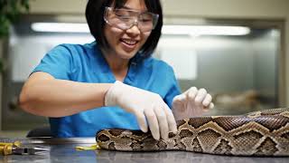 Famous Inside the World of Snake-Leather 🐍 Luxury Bags & Belts Making Process (Full Factory) Profile