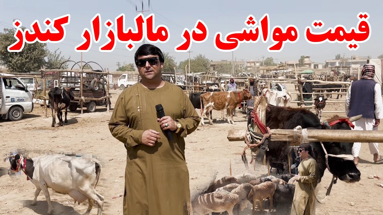 گزارش ویژه از نقاش یا مالبازار ولایت کندز | قیمت گاوهای شیری وگوشتی | قیمت گوسفند | تبسم شهر | کندز