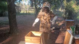 Easy Bee Feeding Tutorial: How to feed bees sugar water in gallon bags (Simple Beekeeping Tip)