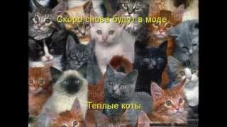 ТЁПЛЫЕ КОТЫ