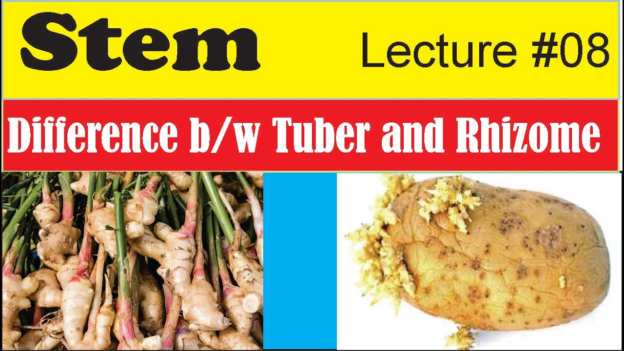 Difference Between Rhizome And Tuber YouTube Difference Between Rhizome And Tuber YouTube