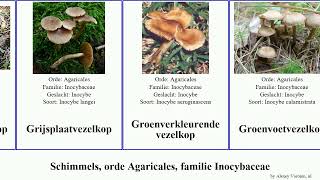Schimmels, orde Agaricales, familie Inocybaceae vezelkop fungus Blozende Groenverkleurende Jammy