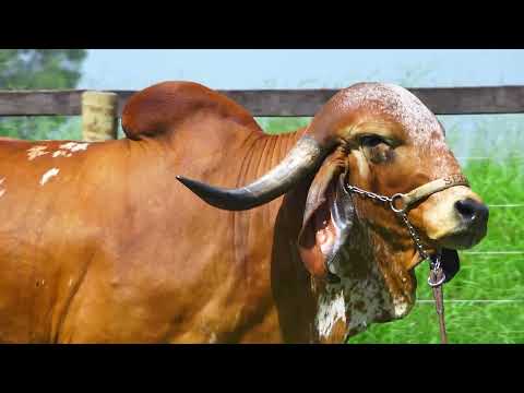 LOTE 01 NATIVA FIV DA XAPETUBA JAS 730