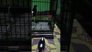 Cara Panasin Murai Batu Ampuh