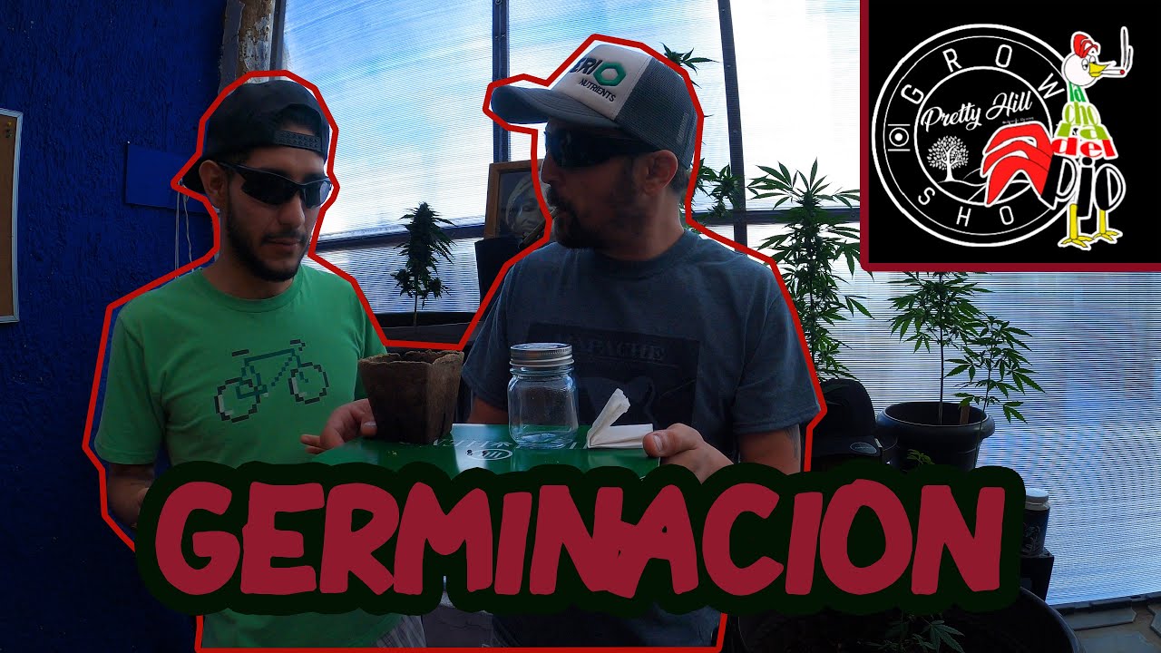 Capsula de Autocultivo | Germinación