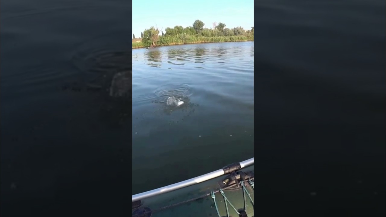 Шикарная Таранина!