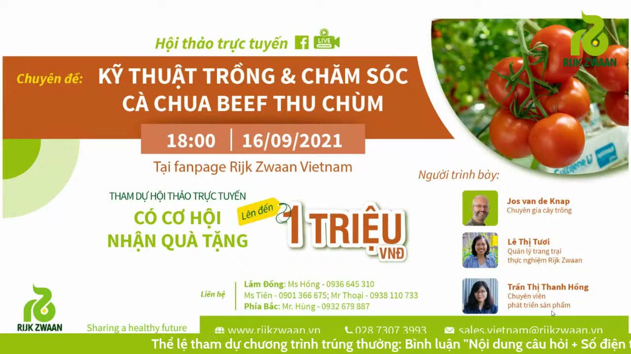 KỸ THUẬT TRỒNG VÀ CHĂM SÓC CÂY CÀ CHUA B.E.E.F THU CHÙM