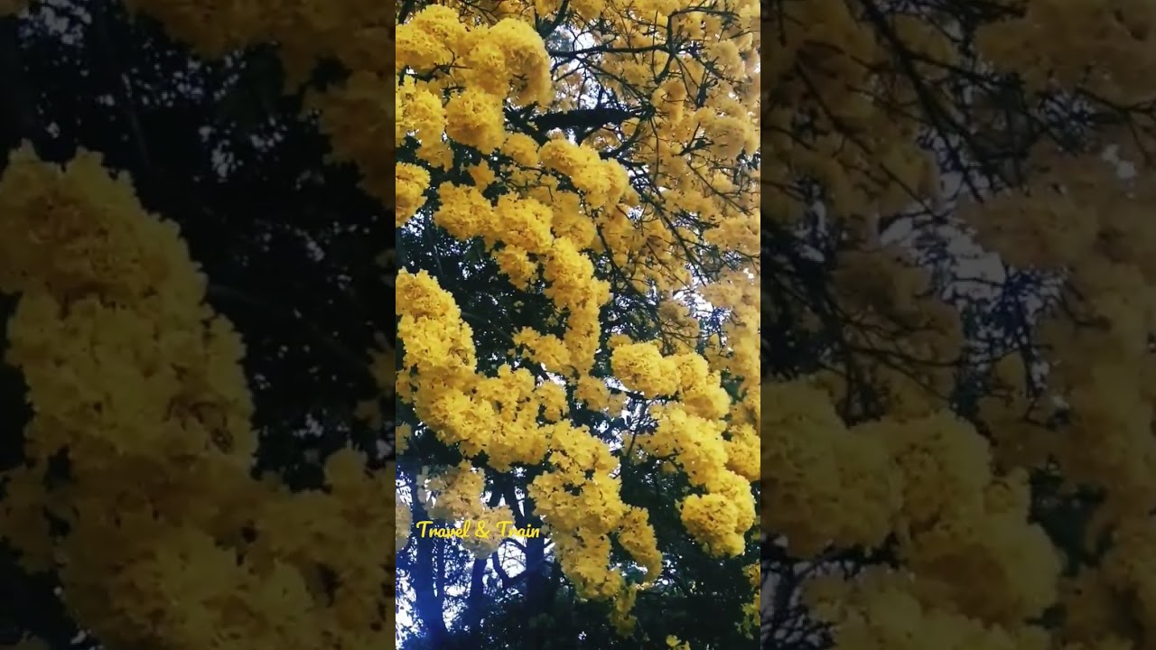 "Absolutely Yellow":Golden Trumpet Flower Tree; Peradeniya Botanical Garden, Sri Lanka