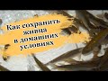 Как сохранить живца в домашних условиях