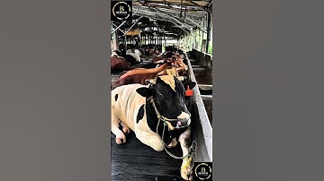 Sapi brahman #cow #sapimakan #sapigemuk #animals #sapipedaging