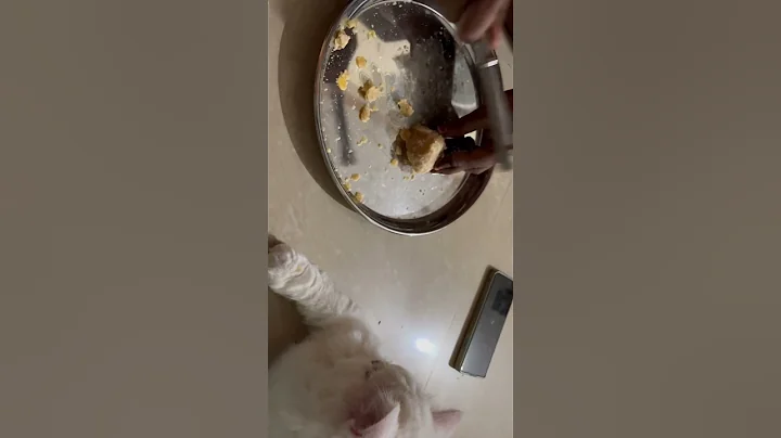 Watch the video about Watching the jaggery hitting process 👀 #persian #kitten #persiancat #persianlonghair #cutecat