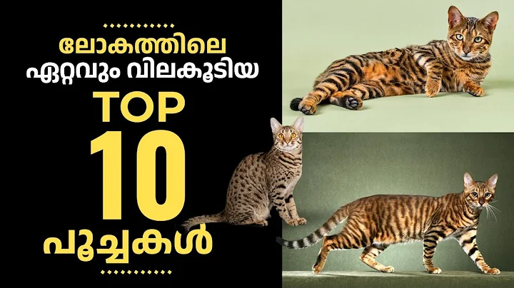 Video 7723881: leopard cat domestic, persian cat domestic, bengal cat, cat tiger, manee cat