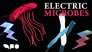How Geobacter Microbes Produce Electricity | Electric Microbes
