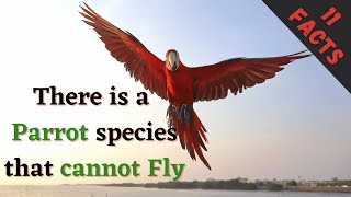 11 (New) Parrot Facts You Didn't Know [Must Check #7]