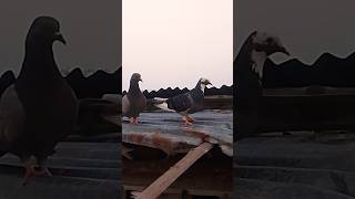 Ai kobutor ar jora ti tader ghorer caler opor uthe ache 💥🕊️ #shorts