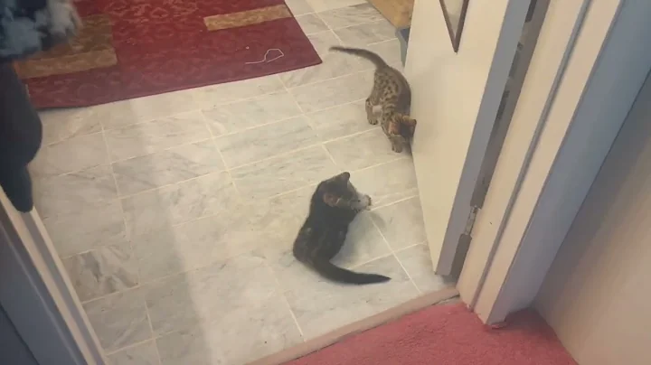 Video 9818011: purebred kittens, exotic kitten, kitty