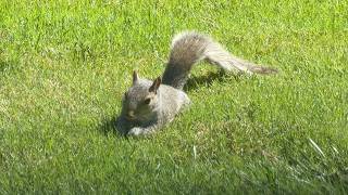 Ep. 21 - life of squirrels