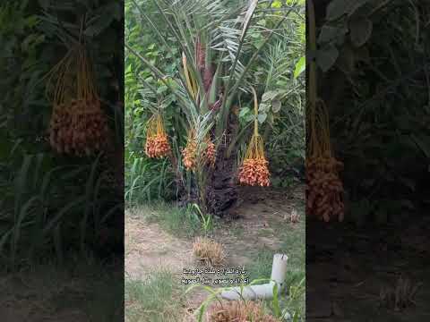 زيارة المزارع بلدة الجارودية