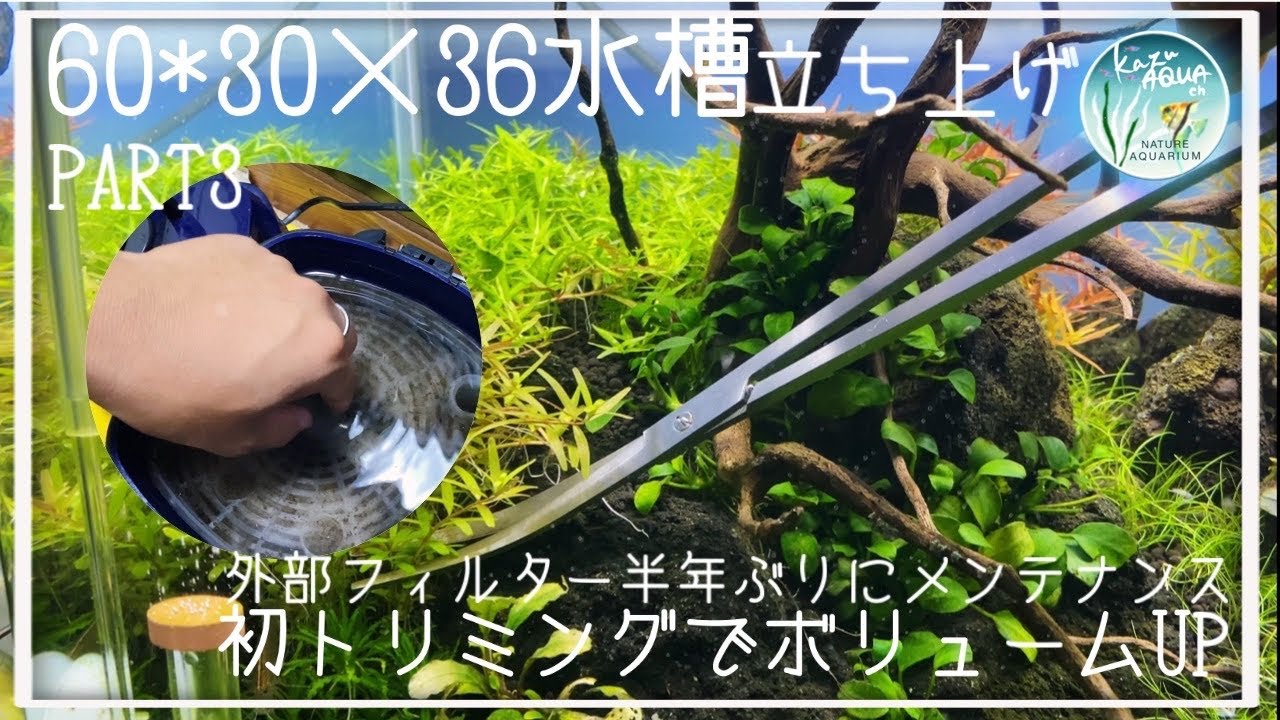 60cm水槽で水草レイアウト水槽立ち上げ PART3 トリミングとフィルター